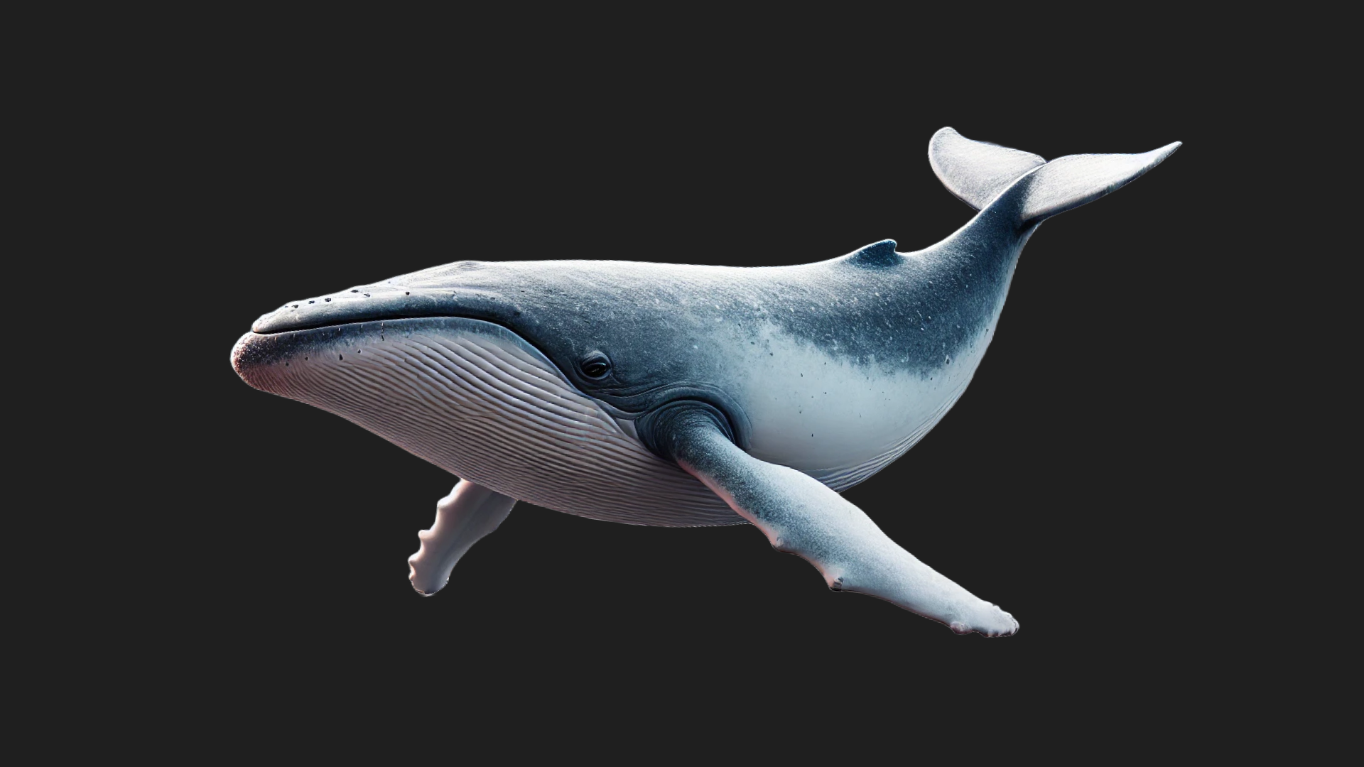 Whale